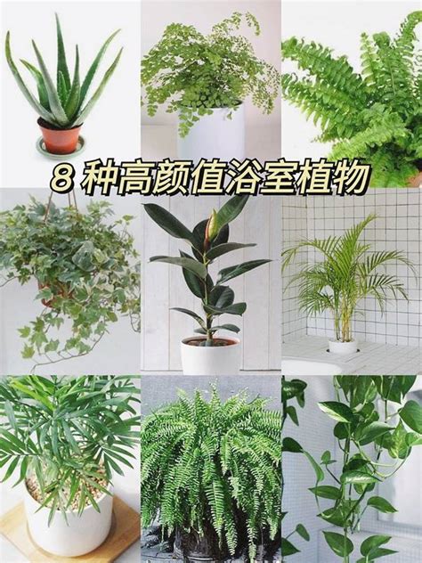 適合浴室的盆栽|【浴室放植物】浴室也能綠意盎然！10種最適合養在浴。